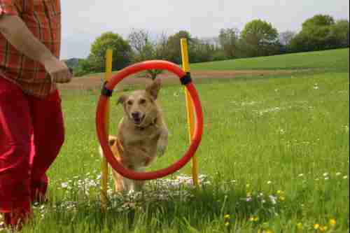 Cookie springe durch den Reifen